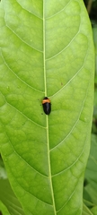 Phymatostetha deschampsi