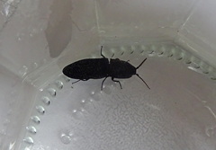 Lacon punctatus