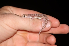 Rhynchoedura ormsbyi