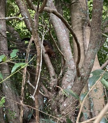 Trichosurus johnstonii