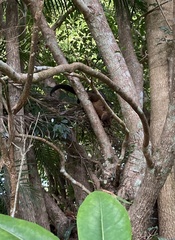 Trichosurus johnstonii