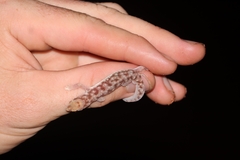 Rhynchoedura ormsbyi