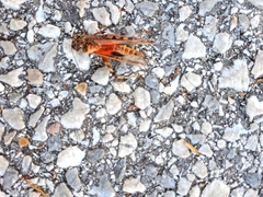 Acrotylus insubricus