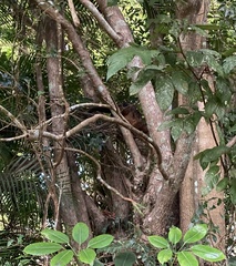 Trichosurus johnstonii