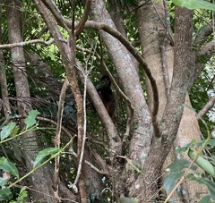 Trichosurus johnstonii