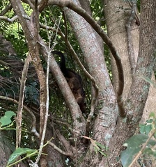 Trichosurus johnstonii