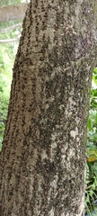 Thespesia populnea