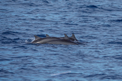 Stenella longirostris