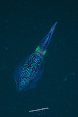 Sepioteuthis lessoniana