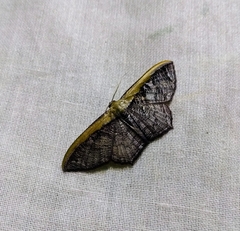 Zythos strigata