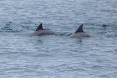Tursiops aduncus