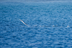 Tylosurus crocodilus