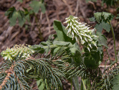 Veronica ritteriana