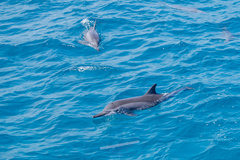Stenella longirostris