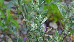 Chenopodium album