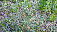 Chenopodium album
