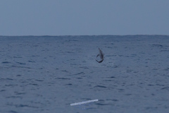 Stenella longirostris