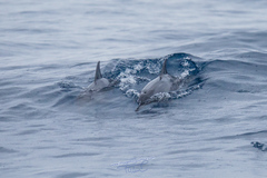 Stenella longirostris