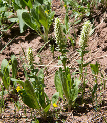 Veronica ritteriana