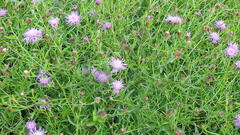 Centaurea stoebe