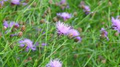 Centaurea stoebe