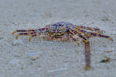 Grapsus albolineatus