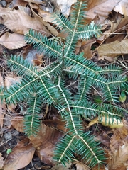 Abies cephalonica