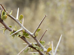 Bougainvillea spinosa