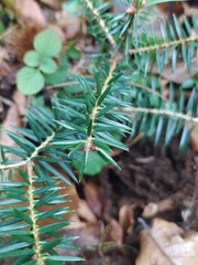 Abies cephalonica