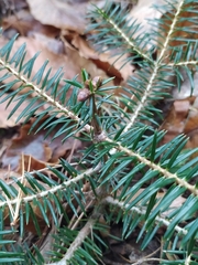 Abies cephalonica