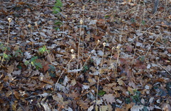 Allium decipiens quercetorum