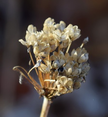 Allium decipiens quercetorum
