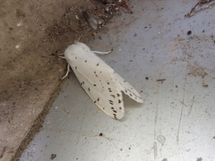 Spilosoma lubricipeda