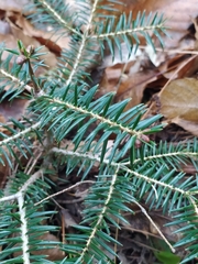 Abies cephalonica