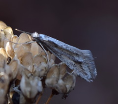 Deuterotinea casanella