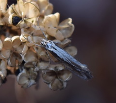 Deuterotinea casanella