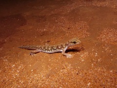 Rhynchoedura ormsbyi