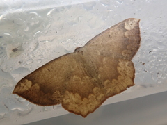 Peratostega deletaria