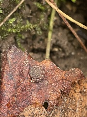 Discus rotundatus