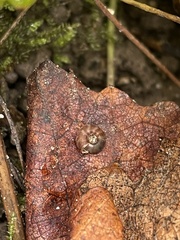 Discus rotundatus