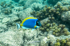 Acanthurus leucosternon