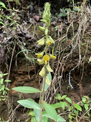 Crotalaria incana