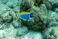 Acanthurus leucosternon