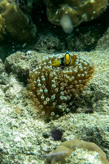 Entacmaea quadricolor