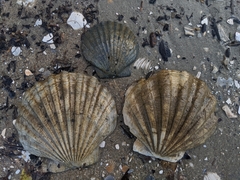 Chesapecten