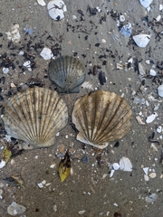 Chesapecten