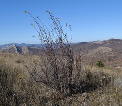 Cotoneaster tauricus