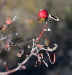 Cotoneaster tauricus
