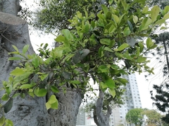 Ficus microcarpa
