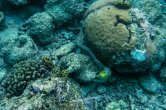 Gymnothorax undulatus